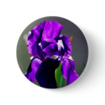Purple iris flower and its meaning pinback button