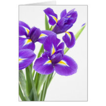purple iris flower cards