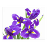 purple iris flower postcards