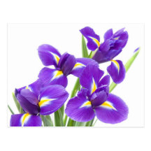 purple iris flower postcards