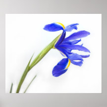 Purple Iris Flower Print