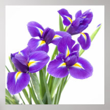 purple iris flower print