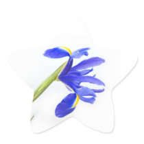 Purple Iris Flower