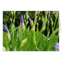 Purple Iris Flowers Greeting Card