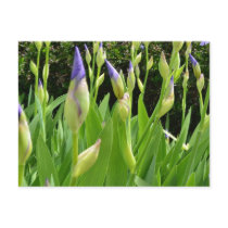 Purple Iris Flowers Postcards