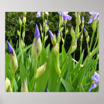 Purple Iris Flowers