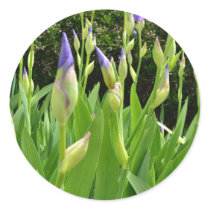 Purple Iris Flowers Round Stickers