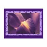 Purple Iris, macro photography, colour, templates postcards