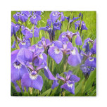 Purple Iris Fridge Magnets