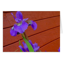 purple iris New England collection notecard