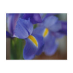 Purple Iris Postcard