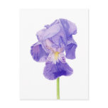 Purple Iris Postcard