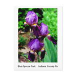 Purple Iris postcards