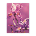purple iris postcards