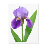 Purple Iris Postcard