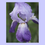 Purple Iris posters