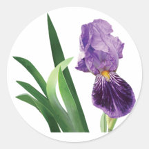 Purple Iris Stripes Stickers