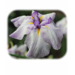 Purple Japanese Iris Floral Nature T-Shirt