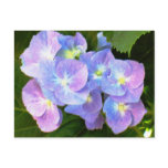 Purple lace cap hydrangeas postcard