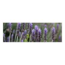 Purple Lavendar Business Cards