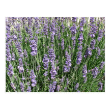Purple Lavender Delight Post Cards