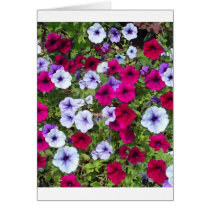 Purple & Lavender Flowers: Greeting Cards