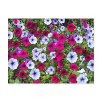 Purple & Lavender Flowers: Post Card