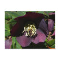 Purple Lenten Rose Postcard