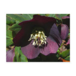 Purple Lenten Rose Postcard