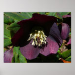 Purple Lenten Rose Print