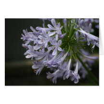Purple-Lilac Blue Agapanthus Floral Card
