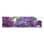 Purple Lilacs Bumper Sticker bumper stickers