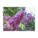 purple lilacs postcard