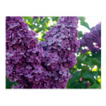 Purple Lilacs Postcard