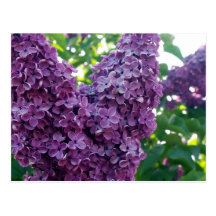 Purple Lilacs Postcard