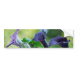 Purple Lilies bumper stickers