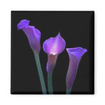Purple Lilies magnets