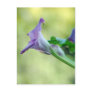 Purple Lilies Post Card