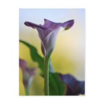 Purple Lily Post Card