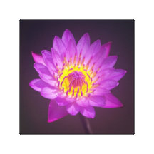 Purple Lotus Flower Stretched Canvas Print