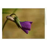 Purple Love Greeting Cards