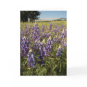 Purple Lupin Flowers Card