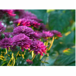 Purple Mums Flowers Photo Cut Outs