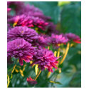 Purple Mums Flowers t-shirts