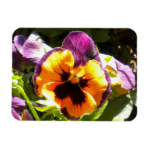 Purple N Gold Pansy magnet