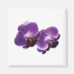 Purple Orchid Duo Fridge Magnets