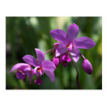 Purple Orchid Flower Postcard