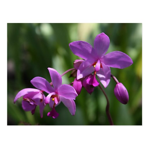Purple Orchid Flower Postcard