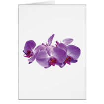 Purple Orchid Trio Cards
