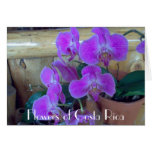 Purple Orchids Greeting Cards